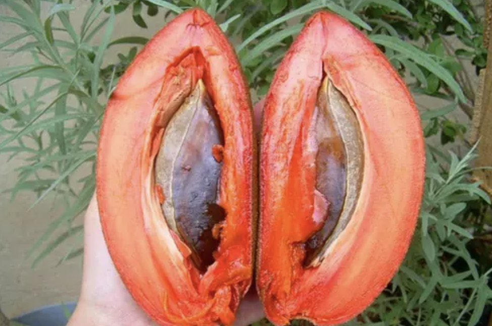 Sapota extrakt